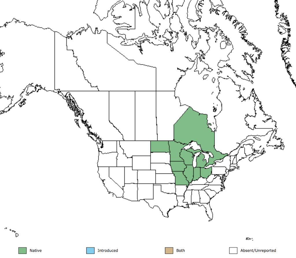 Pin oak deals native range