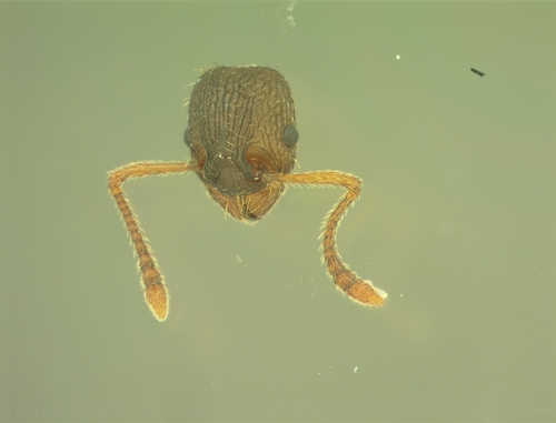 Myrmica lobulicornisMyrmica lobulicornis