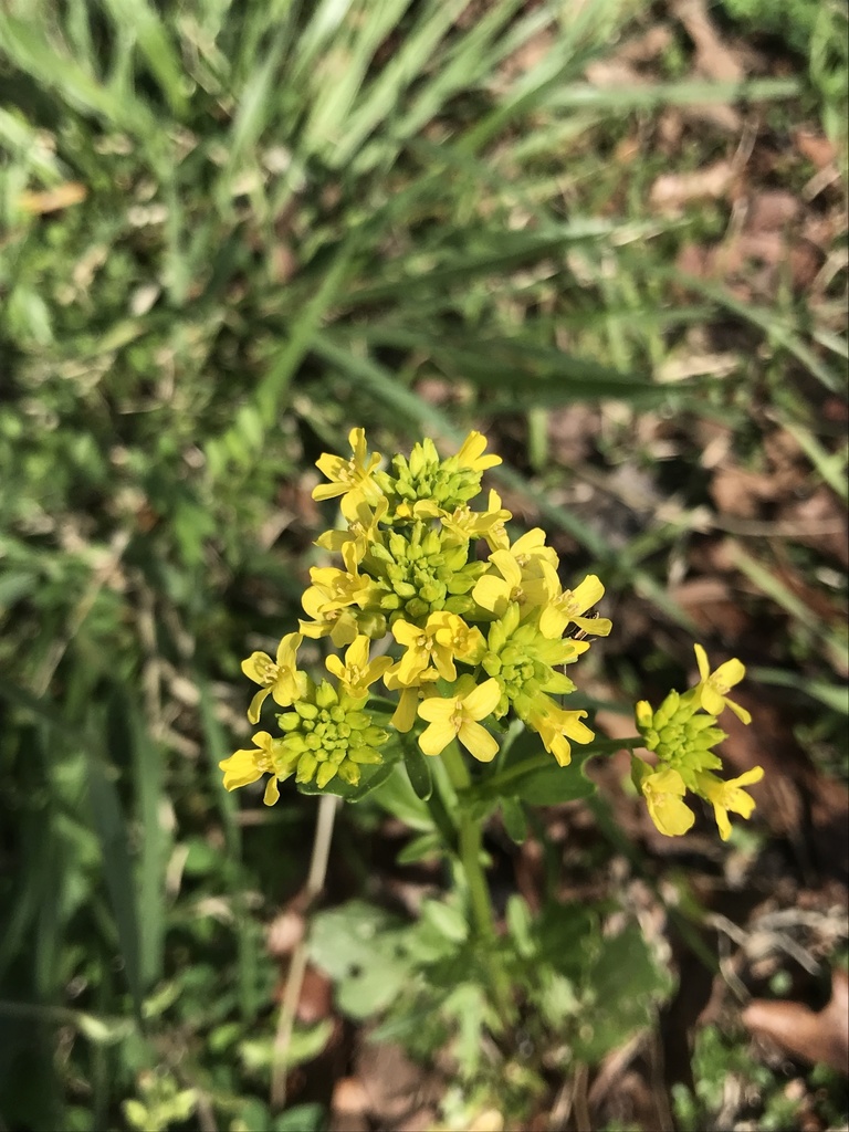 bitter wintercress from Chickamauga and Chattanooga National Military