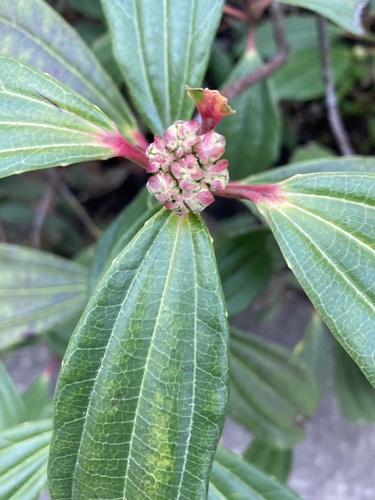 David Viburnum