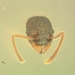 Myrmica sulcinodis - Photo (c) Elia Guariento, todos los derechos reservados, subido por Elia Guariento