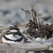 New Zealand Double-banded Plover - Photo (c) Steve Attwood, all rights reserved