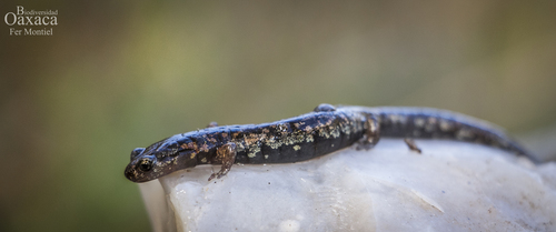 Mixteca False Brook Salamander