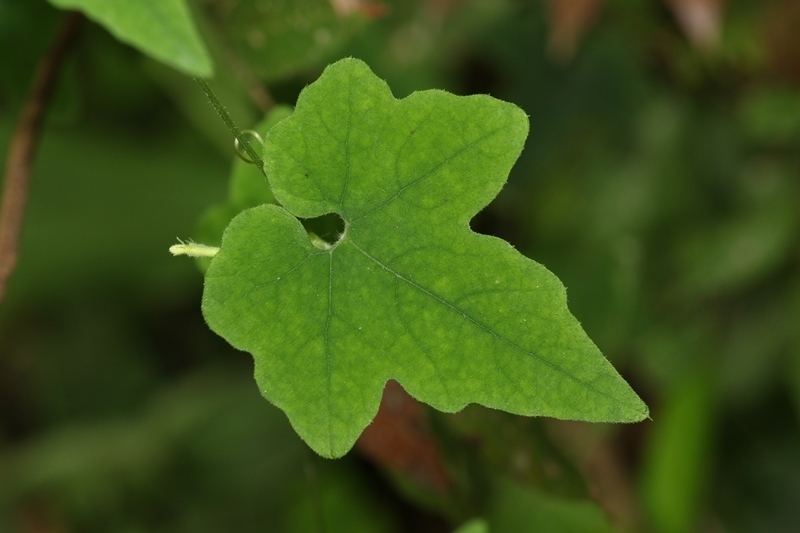 Trichosanthes tubiflora (Trichosanthes tubiflora)