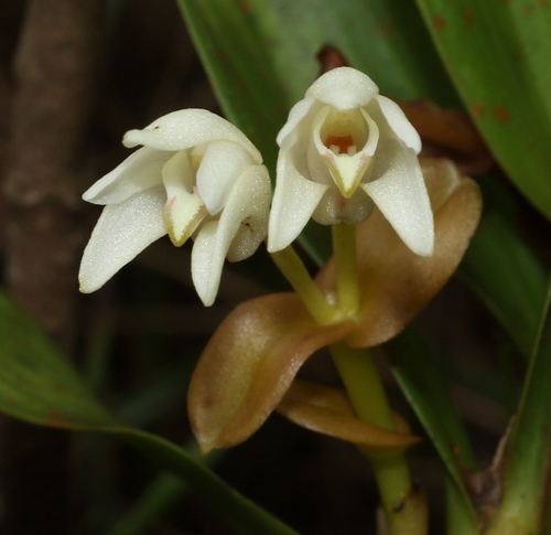 Lindleyi Orchid