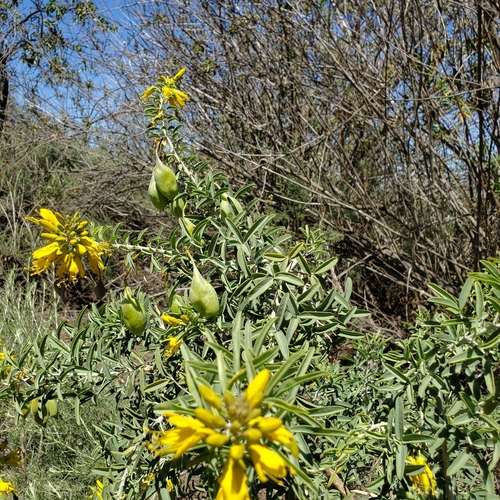 iNaturalist observation photo of Bladderpod