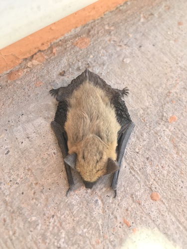 Canyon Bat