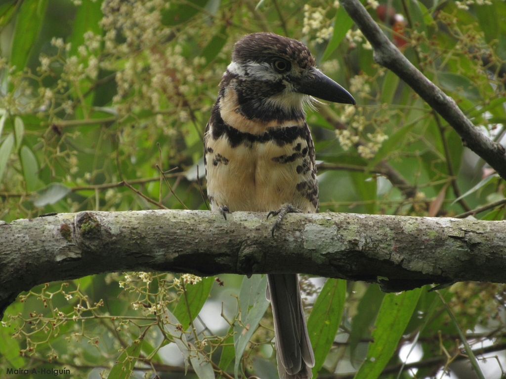 Two-banded Puffbird (Hypnelus bicinctus) photo