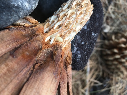 iNaturalist observation photo of Beetles