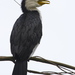 Little Shag - Photo (c) Steve Attwood, all rights reserved