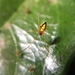 Arañas de Tela Irregular de Patas Delgadas - Photo (c) billieegads, todos los derechos reservados