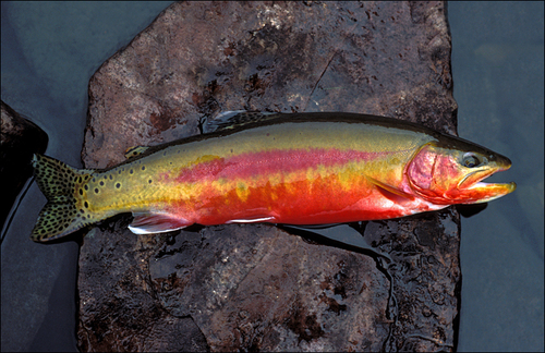 California Golden Trout (Subspecies Oncorhynchus aguabonita aguabonita ...