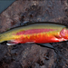 Golden Trout - Photo (c) Ian Gardiner, all rights reserved, uploaded by Ian Gardiner