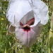 Iris lortetii - Photo (c) Ori Fragman-Sapir, todos los derechos reservados, subido por Ori Fragman-Sapir