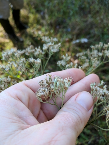 Florida thoroughwort (Eupatorium anomalum)