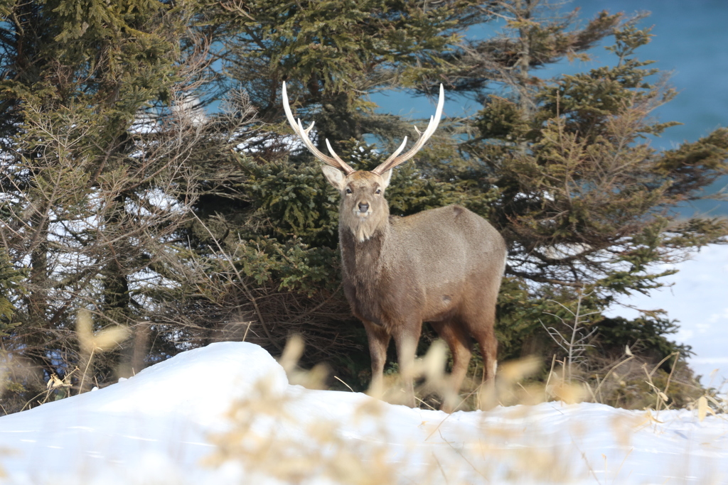 Hokkaido Sika Deer (Subspecies Cervus nippon yesoensis) · iNaturalist