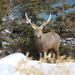 Hokkaido Sika Deer - Photo (c) Virginia, all rights reserved, uploaded by Virginia