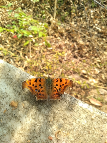 Asian Comma