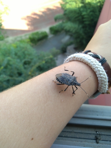 Yellow-spotted Stink Bug