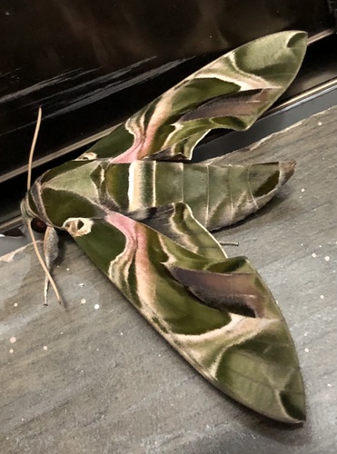 Oleander Hawkmoth