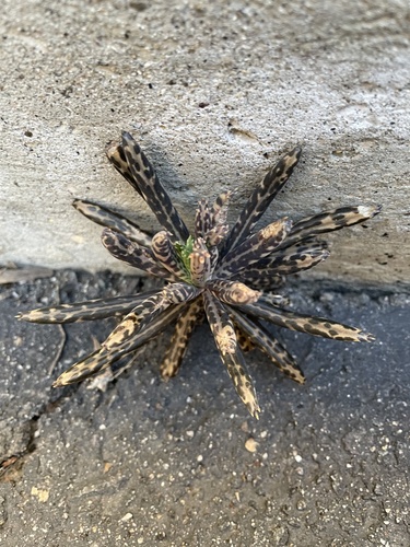 Mother of Thousands