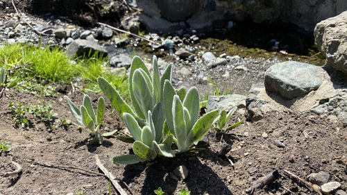 Whitestem Hedgenettle foliage