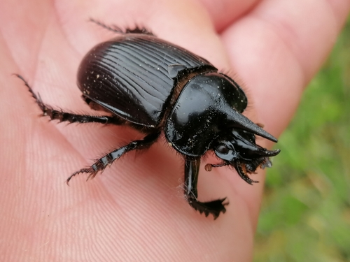 Ceratophyus hoffmannseggi