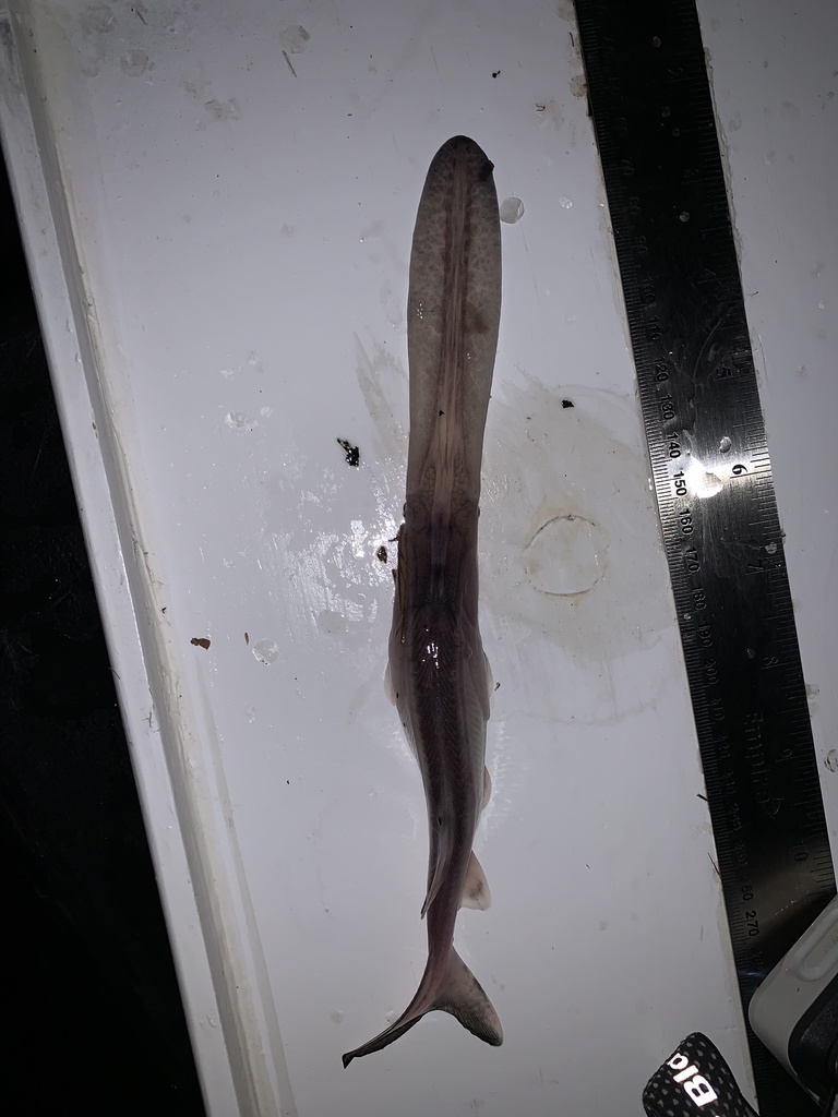 American Paddlefish from Mississippi River, La Place, LA, US on March