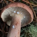 Rufous Milkcap - Photo (c) Natalie McNear, all rights reserved, uploaded by Natalie McNear
