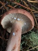 Rufous Milkcap - Photo (c) Natalie McNear, all rights reserved, uploaded by Natalie McNear