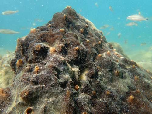 Cliona vallartense