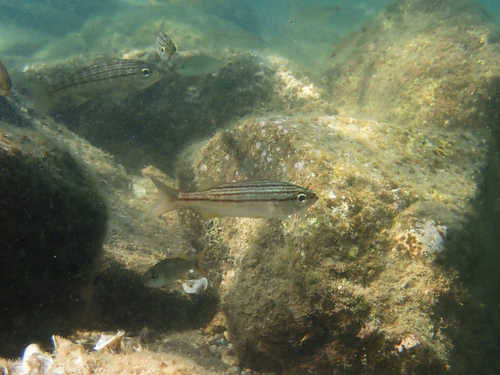 California Salema