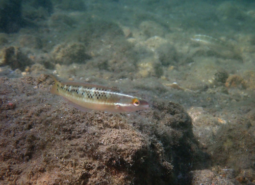Rock Wrasse