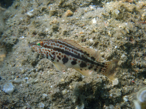 Goldspotted Sand Bass