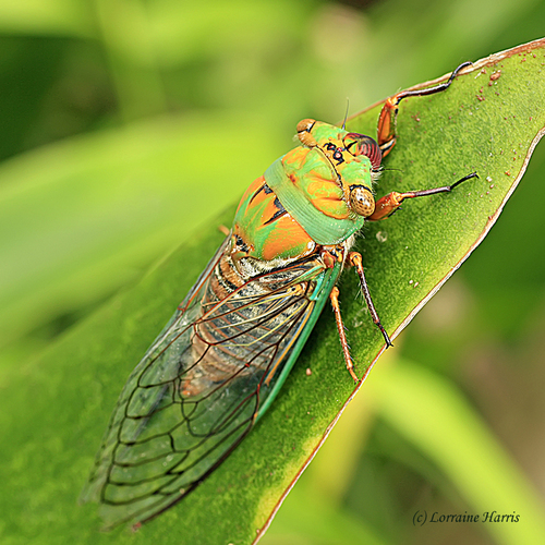 Macrotristria sylvara (Distant, 1901)