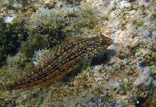 Sonoran Blenny