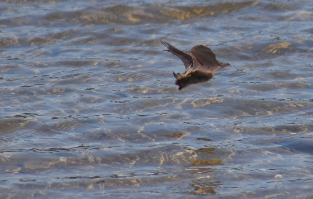 Northern Myotis in March 2021 by kristenej. drinking water and catching ...