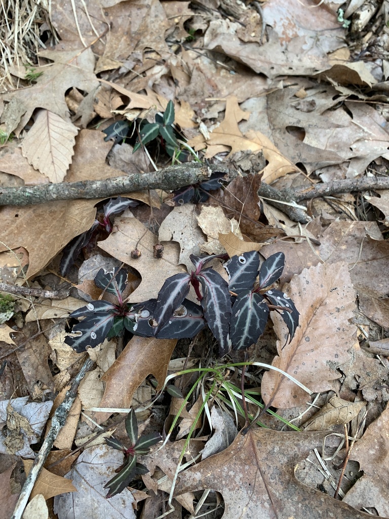 striped wintergreen from West Granby, CT, US on March 28, 2021 at 1016