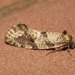 Eriocottidae - Photo no hay derechos reservados, subido por Joseph Heymans