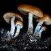Psilocybe allenii - Photo (c) Damon Tighe, all rights reserved