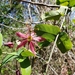 Passiflora perfoliata - Photo (c) Damion Laren Whyte, all rights reserved, uploaded by Damion Laren Whyte