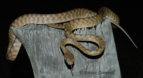 Brown Tree Snake sighting