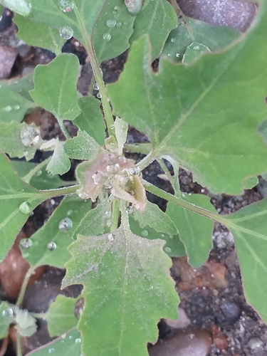 Common Lambsquarters