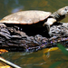Eastern Saw-shelled Turtle - Photo (c) Patrick  Campbell, all rights reserved, uploaded by Patrick Campbell