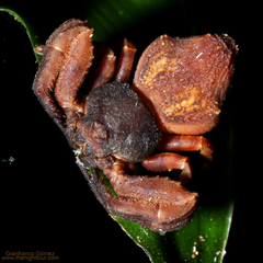 Image of Epicadus granulatus