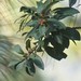 Morella esculenta - Photo 由 Muddam Vijay Dixit Reddy 所上傳的 (c) Muddam Vijay Dixit Reddy，保留所有權利