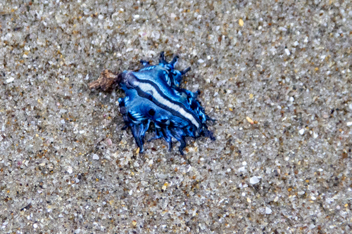 photo of Sea Swallow (Glaucus atlanticus)