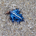 photo of Sea Swallow (Glaucus atlanticus)