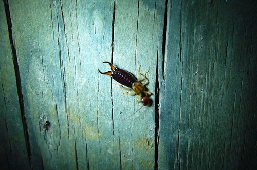 Forficulidae nuotrauka