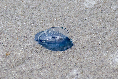 photo of By-the-wind Sailor (Velella velella)